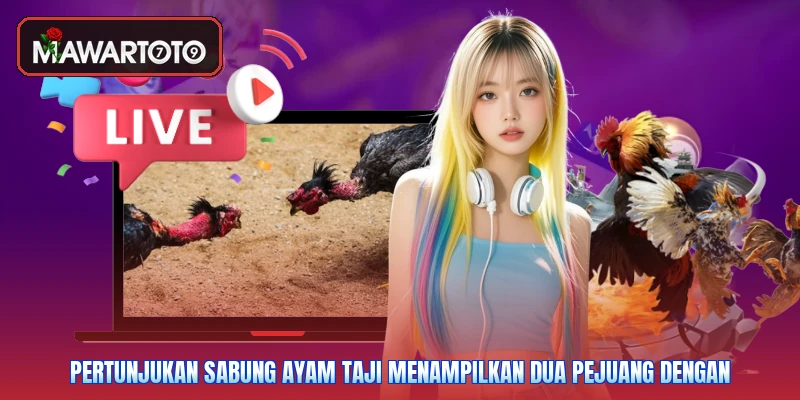 Pertunjukan sabung ayam taji menampilkan dua pejuang dengan